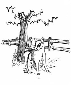 Feedback on How to Raise and Keep Goats Image